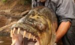 Jeremy-Wade-belgesel