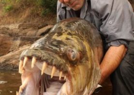 Jeremy-Wade-belgesel